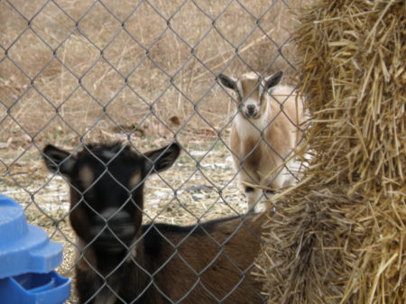 Virginia and Georgia - Pygmy goats