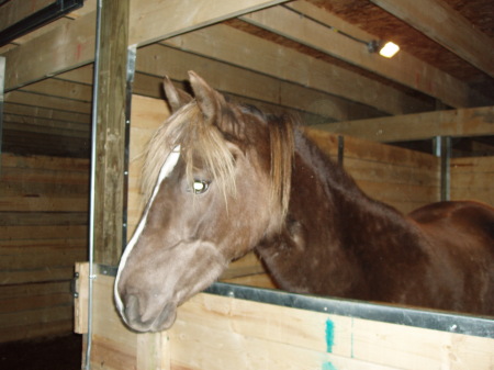 my oldest daughters horse Faye