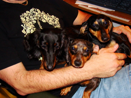 Our rescued dachsunds