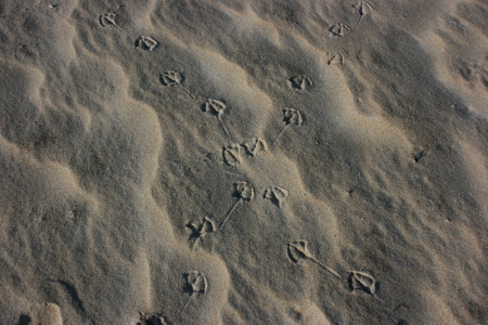 Sand Tracks