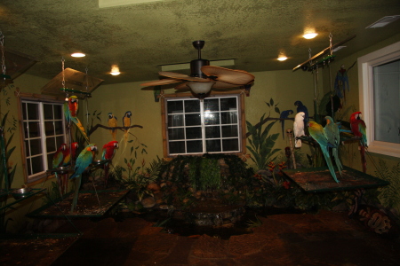 birds room 109 019