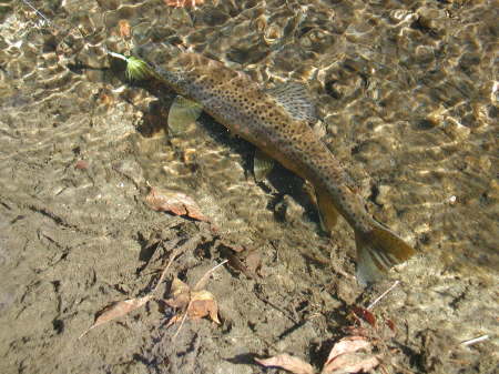 5lb bBrown trout