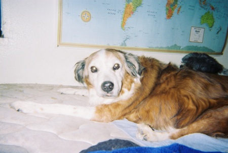 My 15 yr. 0ld DOG..