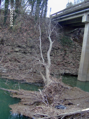 Uprooted tree