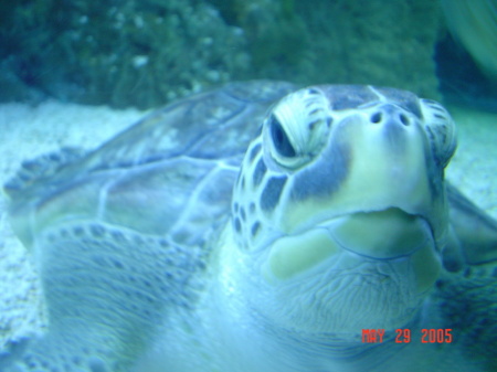 honu