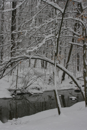 the view from my back deck