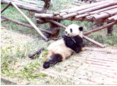 Panda Chendu China