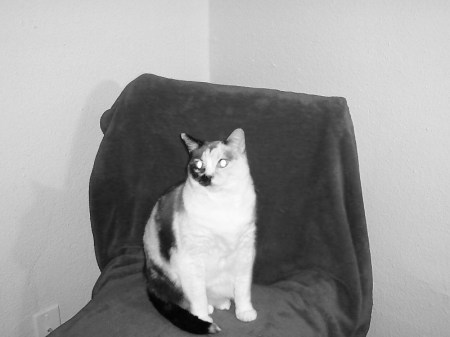 miss Kitty we have had her bout 8 yrs.