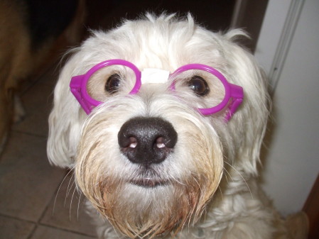 Jake-our Westie mix