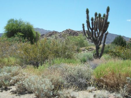 Teri Pintacura's album, Living desert zoo