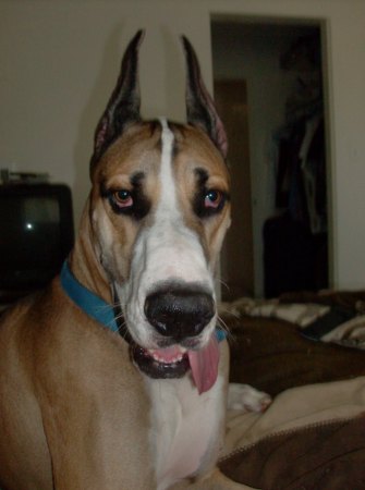 "Grunt" The Famous Great Dane