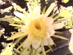 Catus flower at House
