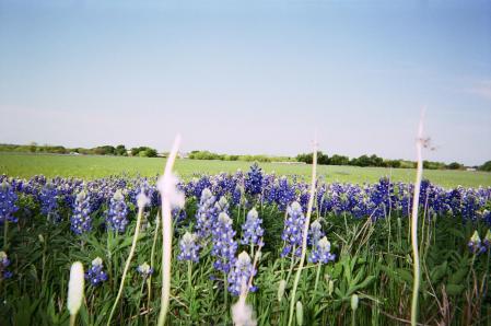 Texas in the SPring