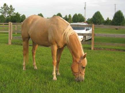 HOPEFULLLY MY NEW MARE SALLY