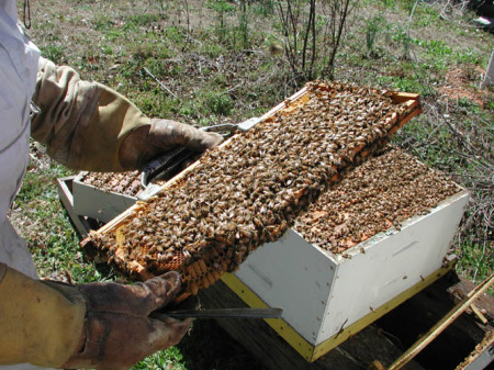 My first hive inspection.