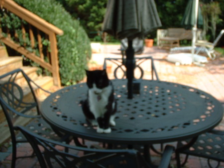 Chess the Cat on patio