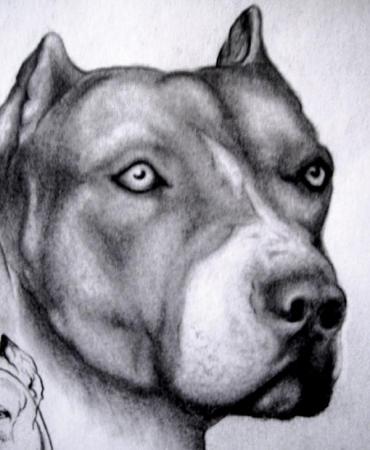 Pitbull pencil drawing by Denise A. Wells 2008