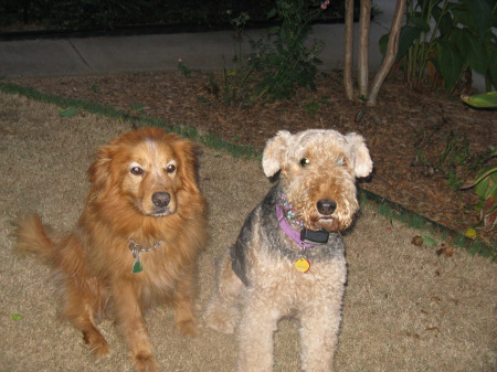 Our crazy dogs, Sandy & Deja Vu