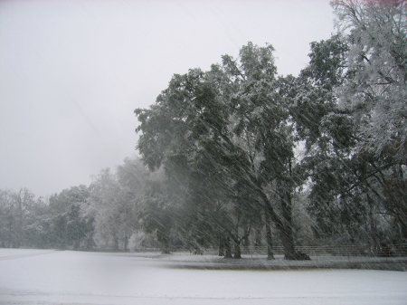 Real SNOW in Louisiana!