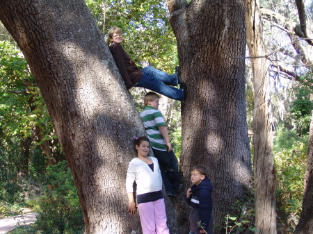 Some of my "Grand Monkeys" up in a tree
