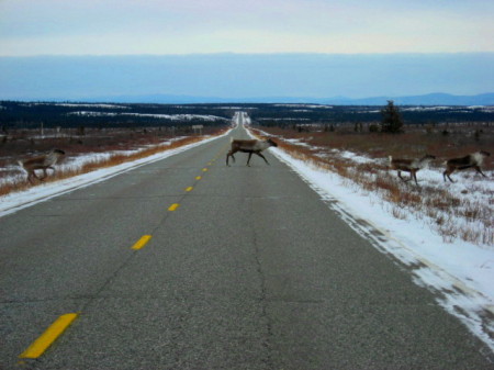 CARIBOU