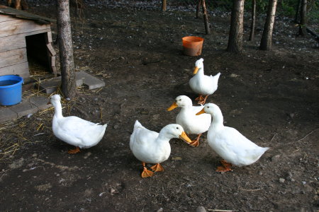 These are our Pekin ducks.