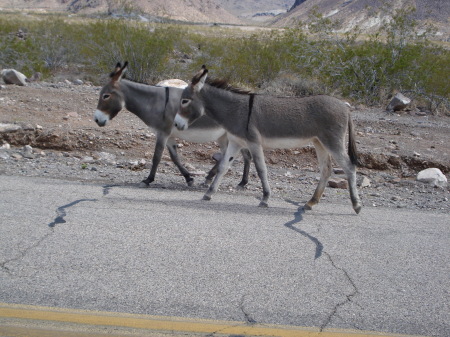 oatman 042