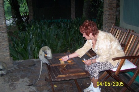 Feeding wild monkies outside my tent