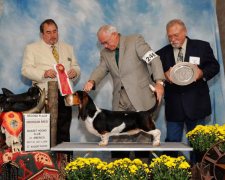 Cody at Basset Nationals