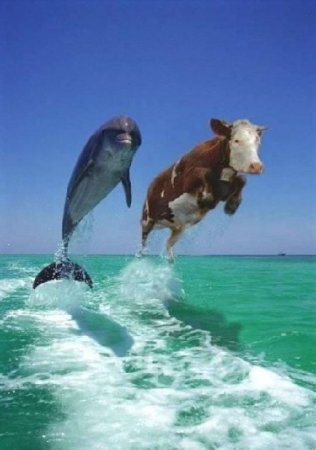 cow dolphin