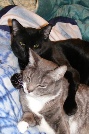 our 2 cats misty & shadow