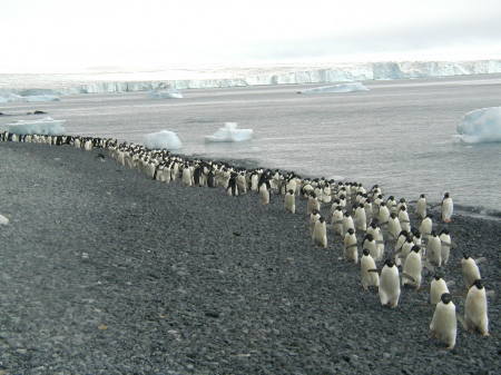 penguins as far as the eye can see