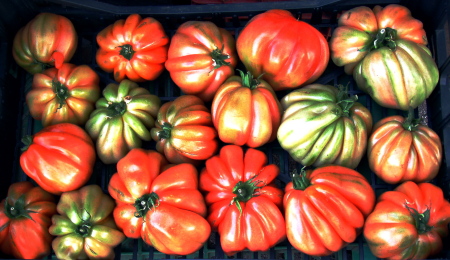 TOMATOES ON THE ISLAND OF ICHIA