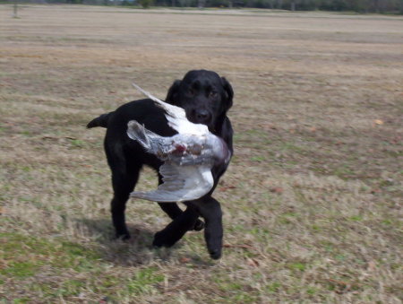 Training Puppies !