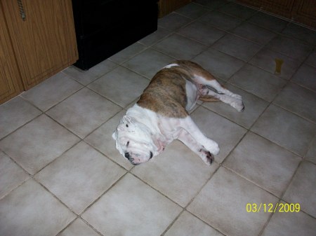 Big Old Lazy Bulldog - 3-12-09