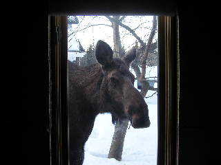 Moose begging for some winter food