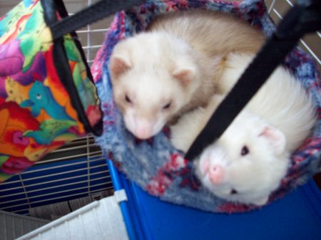 The ferrets; Spaz and Xena!