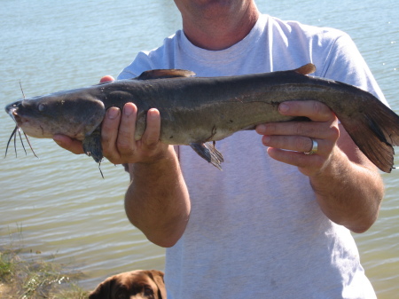 One of my catfish in our farm pond
