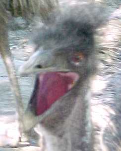 Emu Yawn