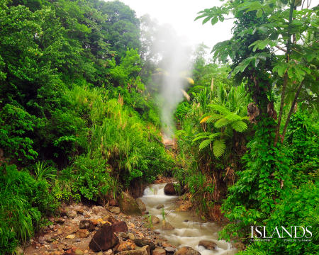 RAIN FOREST ON DOMINICA