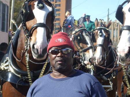 Mardi Gras 09 with the Clydesdales