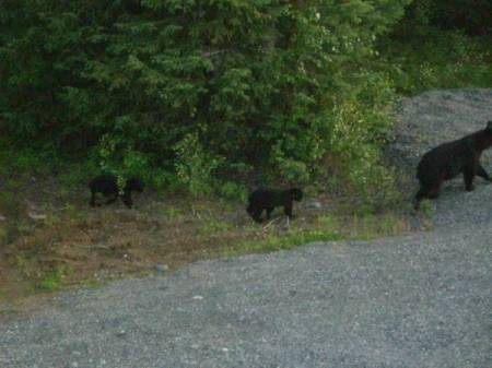 Bears leaving