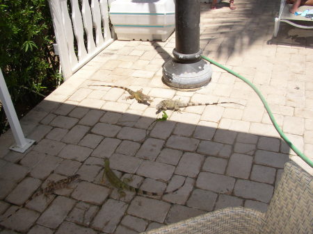 Iguana fight