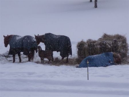 My 3 Horses and 2 Goats