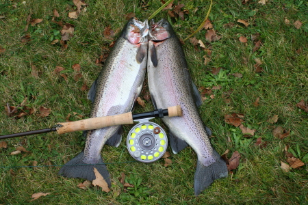 Trout fishing in New Zealand - Excellent!