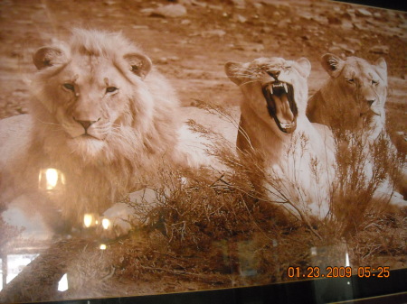 Lions