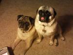 my dogs "Harley and Sonny"