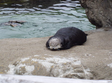 Cutest sea otter EVER