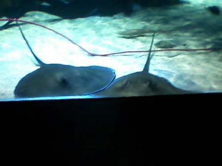 Sting rays are watching us