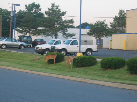 deer behind pep boy